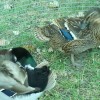 Rouen Duck