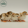 Royal Purple Guinea - Image 3