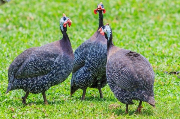 Royal Purple Guinea