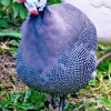 Royal Purple Guinea