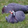 Royal Purple Guinea