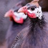 Royal Purple Guinea