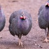 Royal Purple Guinea