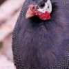 Royal Purple Guinea
