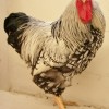 Silver Laced Wyandotte Chickens