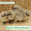 Splash Silkie Bantam Chicks