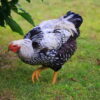 Silver Laced Wyandotte