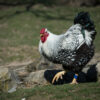 Silver Laced Wyandotte