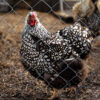 Silver Laced Wyandotte