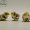 Silver Sebright Bantam - Image 3