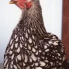 Silver Laced Cochin Chicken