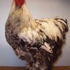 Silver Laced Cochin Chicken