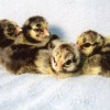 Silver Laced Cochin Chicks