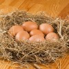 Silver Laced Cochin Chicken Eggs