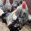 Silver Laced Cochin Chickens