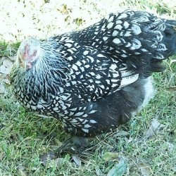 Silver Laced Cochin Chicken For Sale