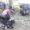 Silver Laced Cochin Chickens