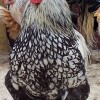 Silver Laced Cochin Chickens