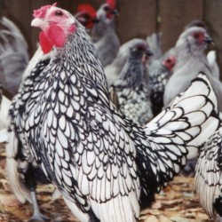 Silver Sebright Bantam Chickens