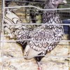 Silver Sebright Bantam Chicken
