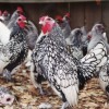 Silver Sebright Bantam Chickens