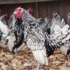 Silver Sebright Bantam Chickens