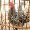 Silver Sebright Bantam Chickens