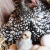 Silver Sebright Bantam Chicken with Chick