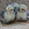 Silver Sebright Bantam Chicks