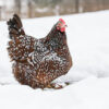 Speckled Sussex
