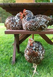 Speckled Sussex