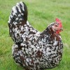 Speckled Sussex Chicken