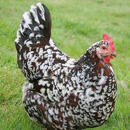 Chickens for sale sales sussex county nj
