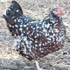 Speckled Sussex Chicken