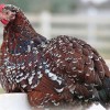 Speckled Sussex Chicken