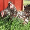 Speckled Sussex Chickens