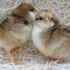 Speckled Sussex Chicks