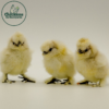 Splash Silkie Bantam - Image 2