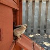 Baby Chicks