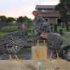 Chickens on a Fence