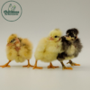Turken Chicks