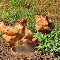 Turken (Naked Neck) Chicks for Sale