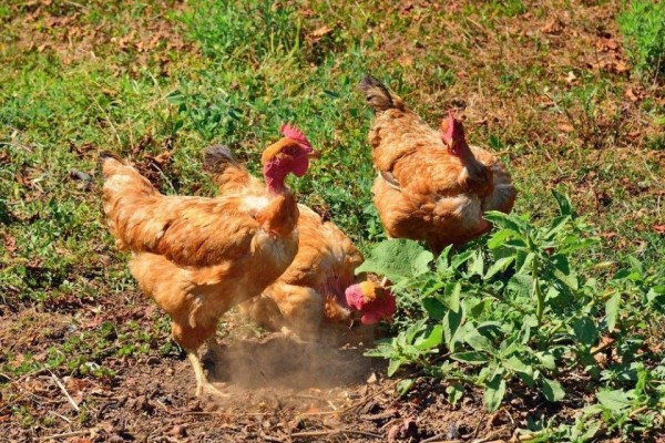 Turken (Naked Neck) Chicks for Sale