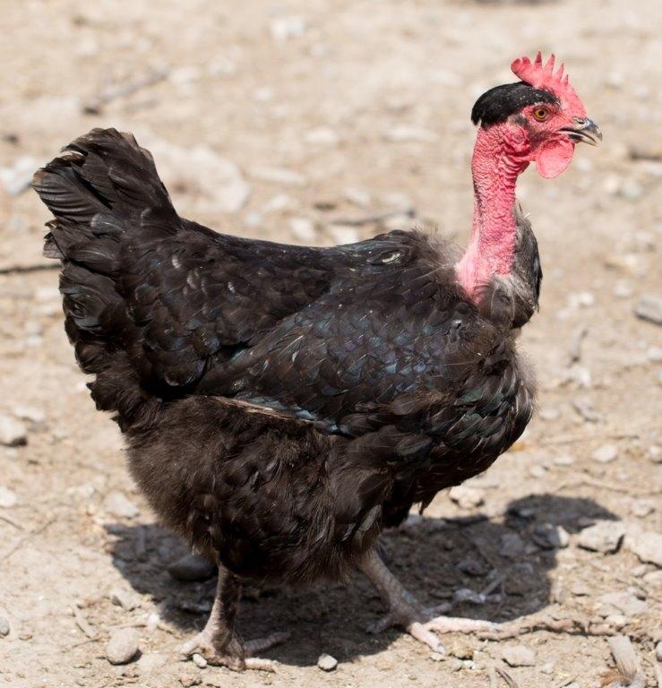 Bald Neck Chicken