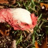 Turken (Naked Neck) Chicken