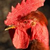 Turken (Naked Neck) Chicken Rooster