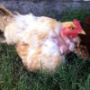 Turken (Naked Neck) Chicken Hen
