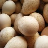 Turkey eggs