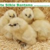 White Silkie Bantam Chicks