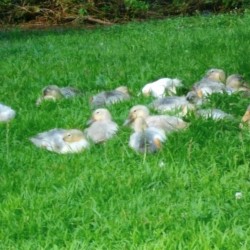 Welsh Harlequin Ducks for Sale